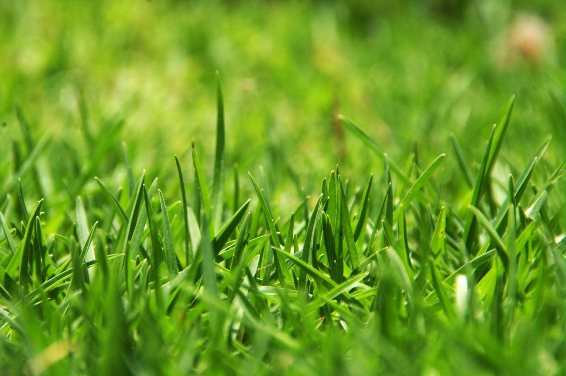Long Green Grass Free Domain Picture