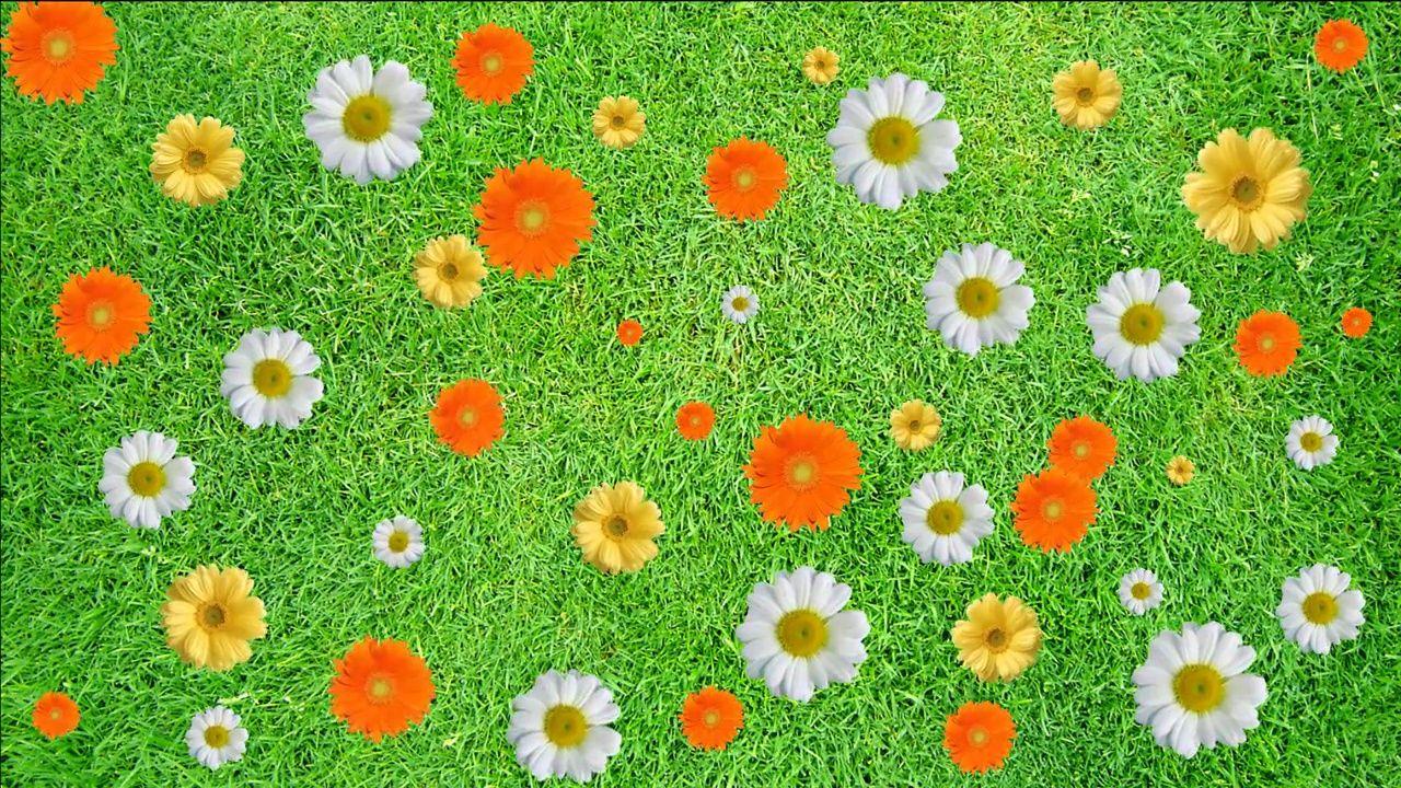 Buy animated color flowers video background on green grass