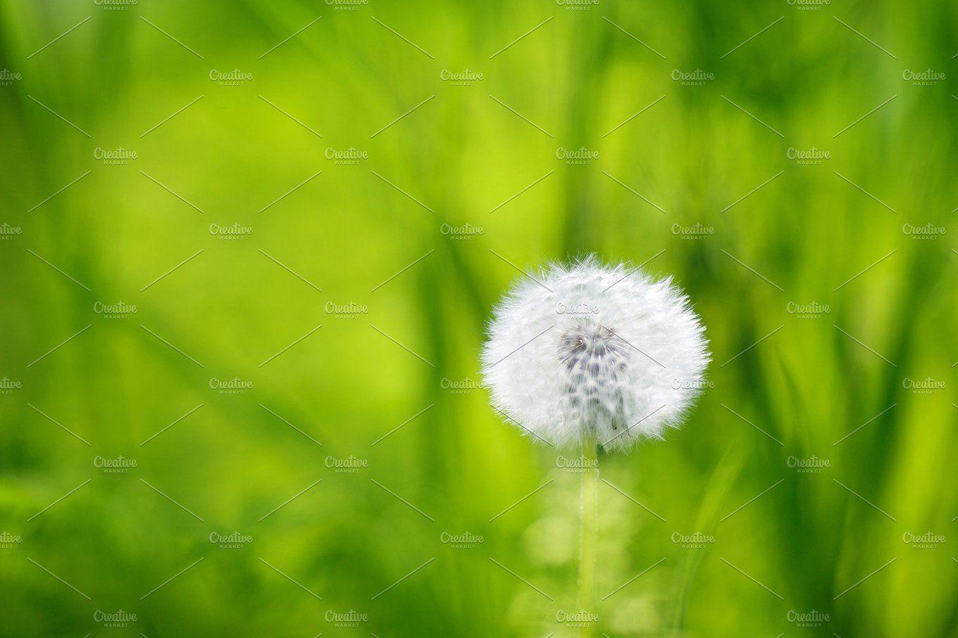 Dandelion on green grass background Nature Photo Creative Market