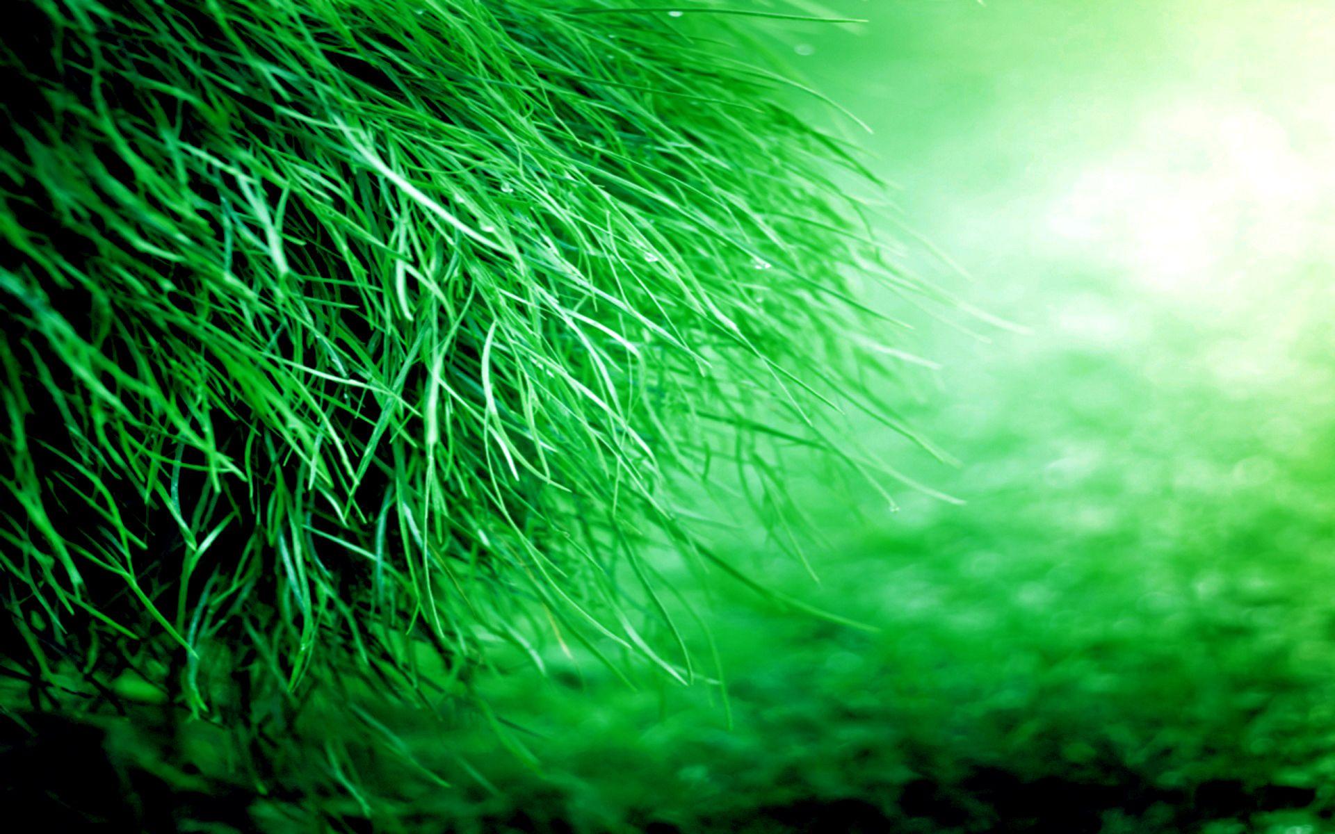 Background Green Grass Wallpaper
