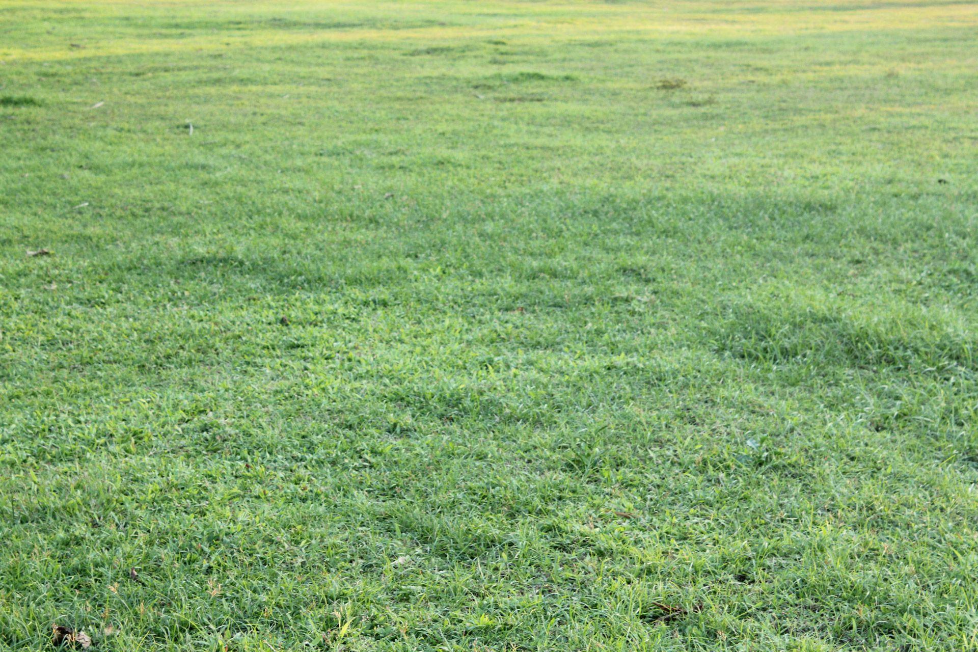 Green Grass Background Free Domain Picture
