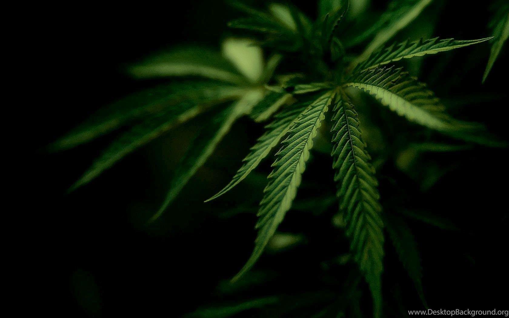 Weed Desktop HD Wallpaper, Weed Background, New Wallpaper