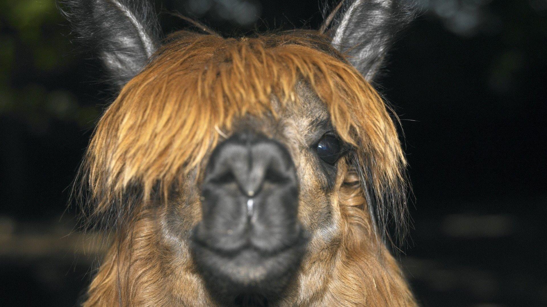 Llama Tag wallpaper: Animals Llama Ultra HD Wallpaper Of. Llama