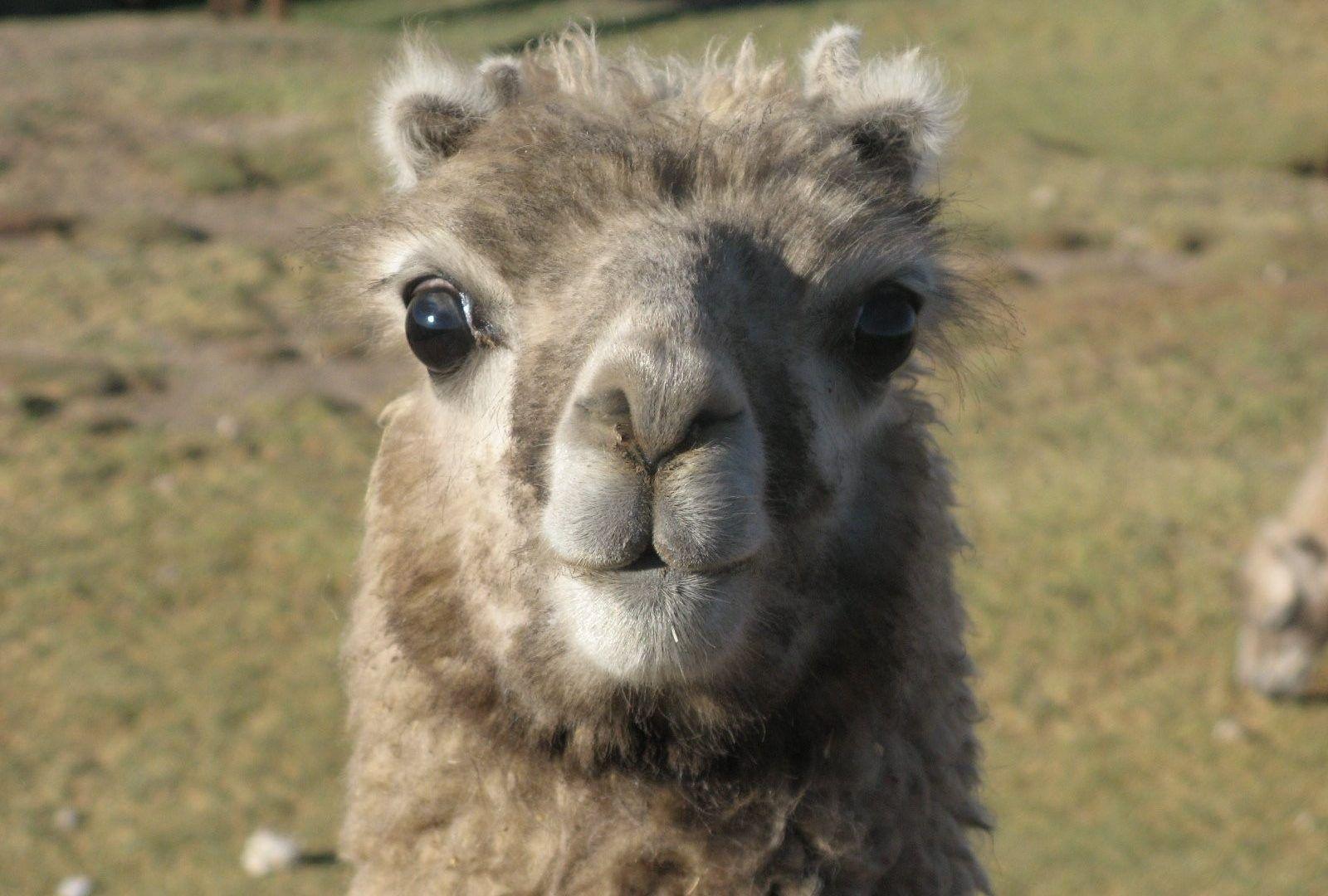 Llama Tag wallpaper: Animals Llama Ultra HD Wallpaper Of. Llama