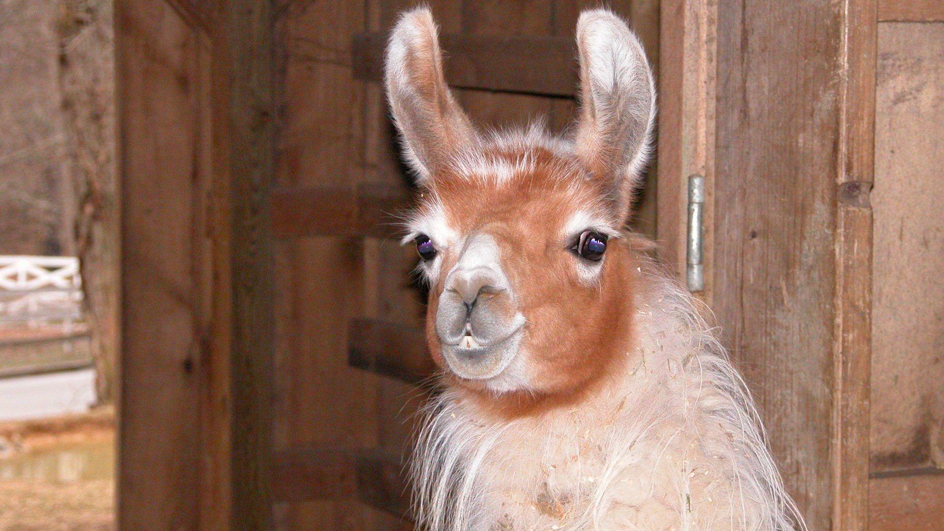 Wv Tag wallpaper: Harpers Ferry WV Pink Houses Mountainside Stones