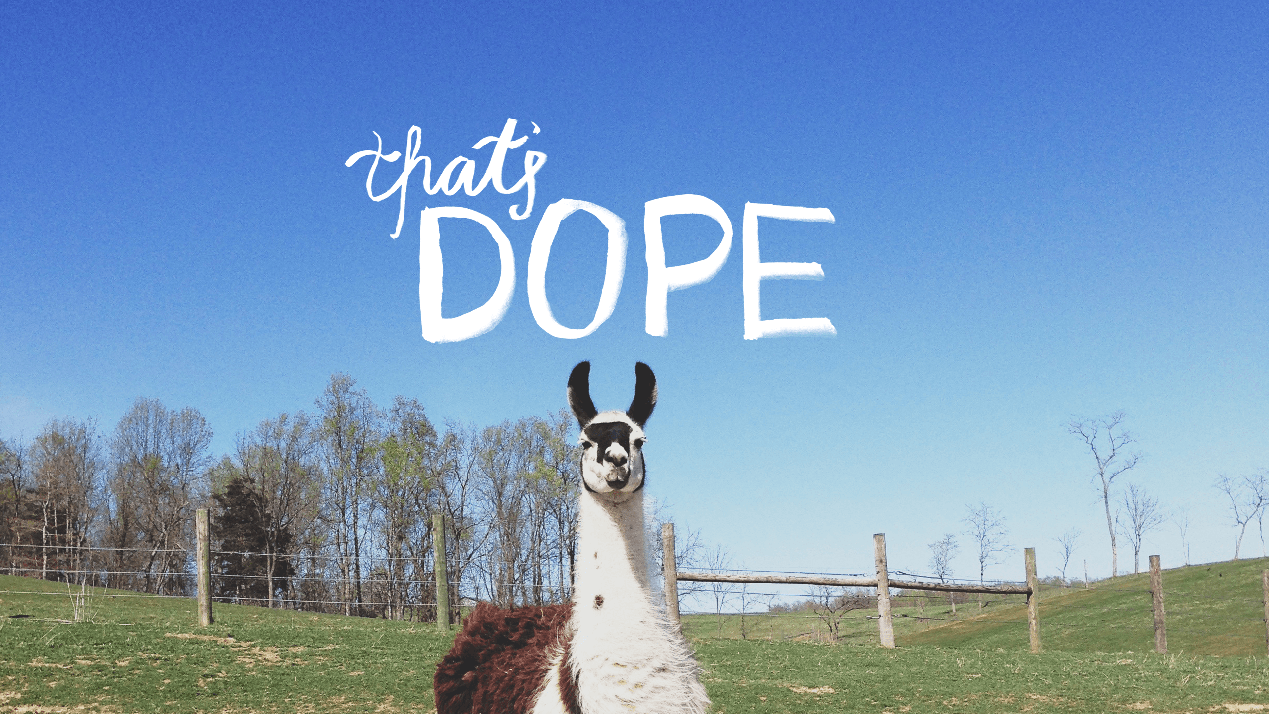 Llama HD Wallpaper