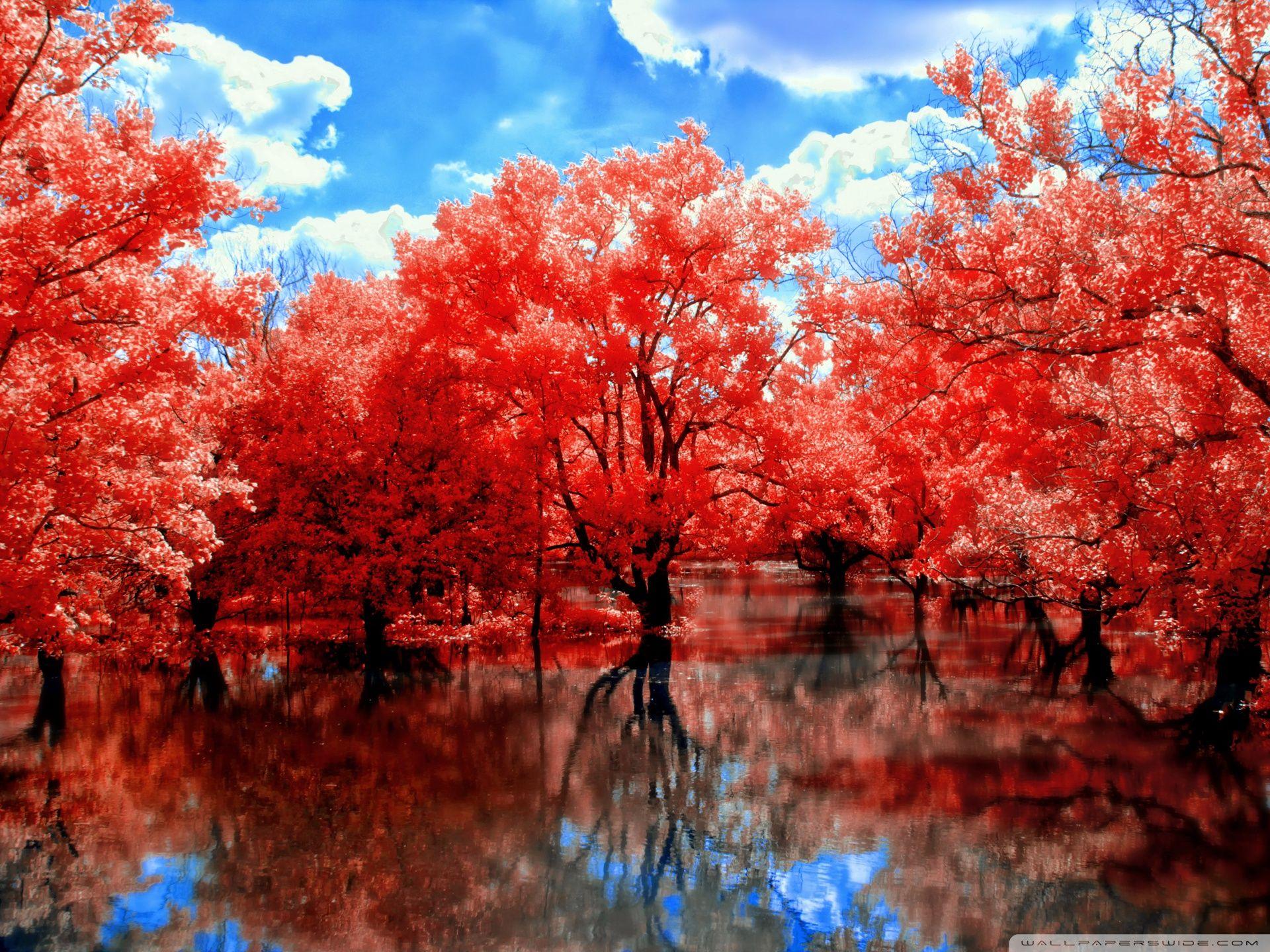 As In Fairy Tales Ultra HD Desktop Background Wallpaper for 4K UHD