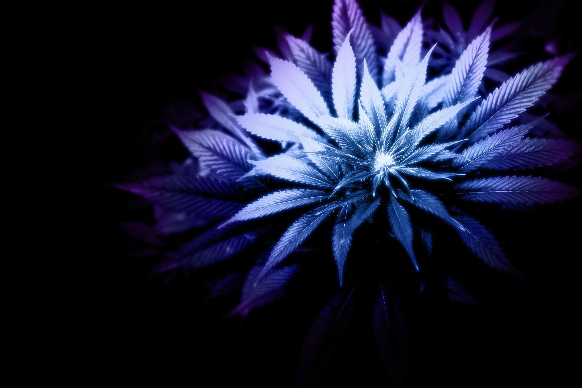 Purple Weed HD Widescreen Wallpaper. weed. HD