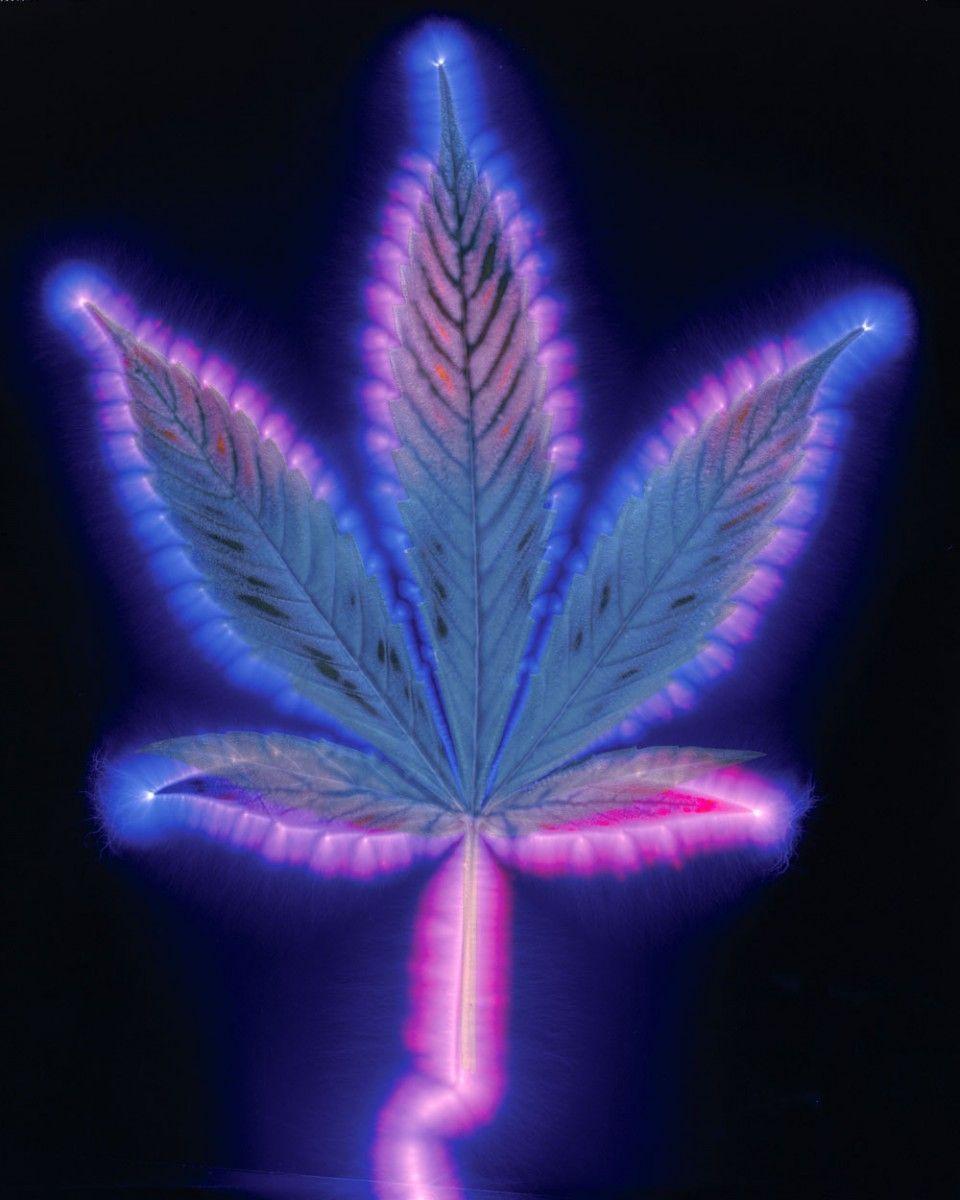 Weed Leaf Wallpapers Blue - Wallpaper Cave