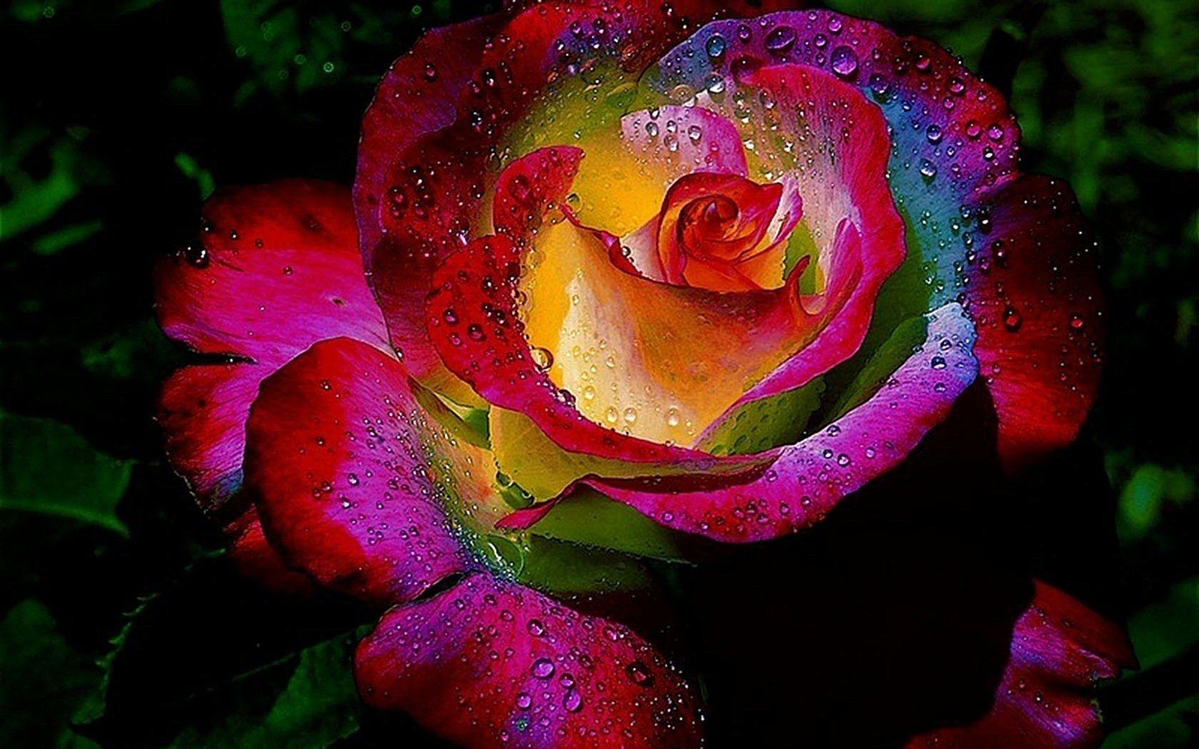 Rainbow Rose Wallpaper and Background Imagex1050