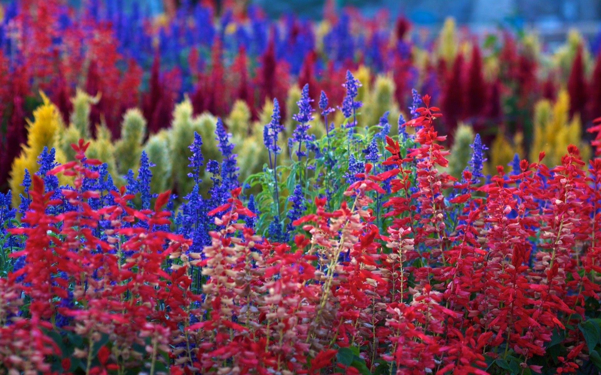Rainbow Flowers. Android wallpaper for free