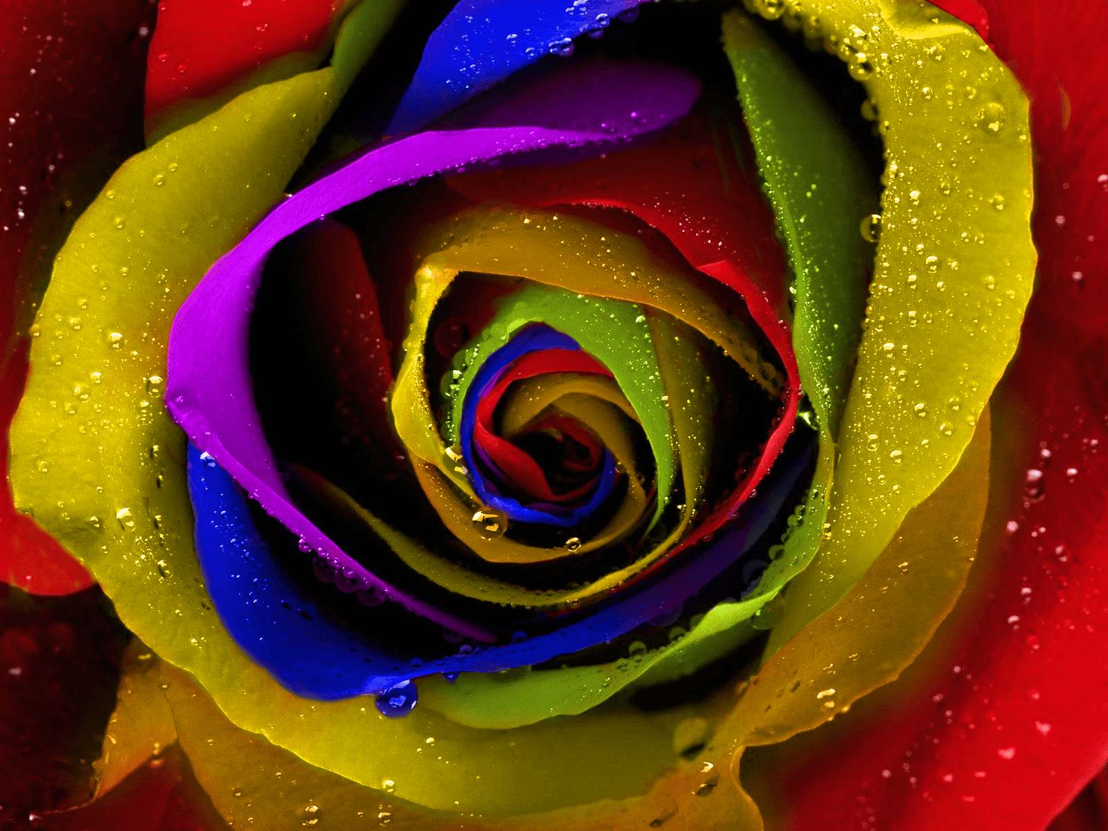 Rainbow Roses, High Definition, High Quality, Widescreen