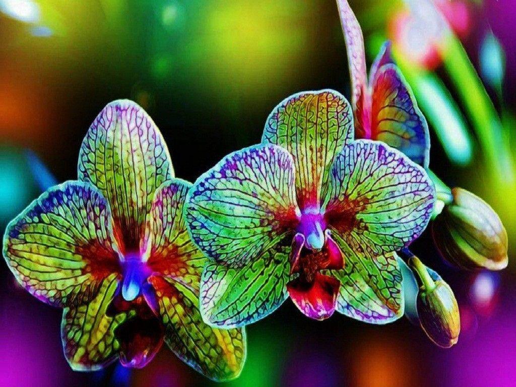 Flowers: Buds Colors Nature Rainbow Flowers Flower Desktop Wallpaper