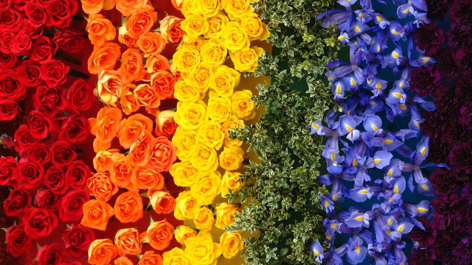 Rainbow Roses Background