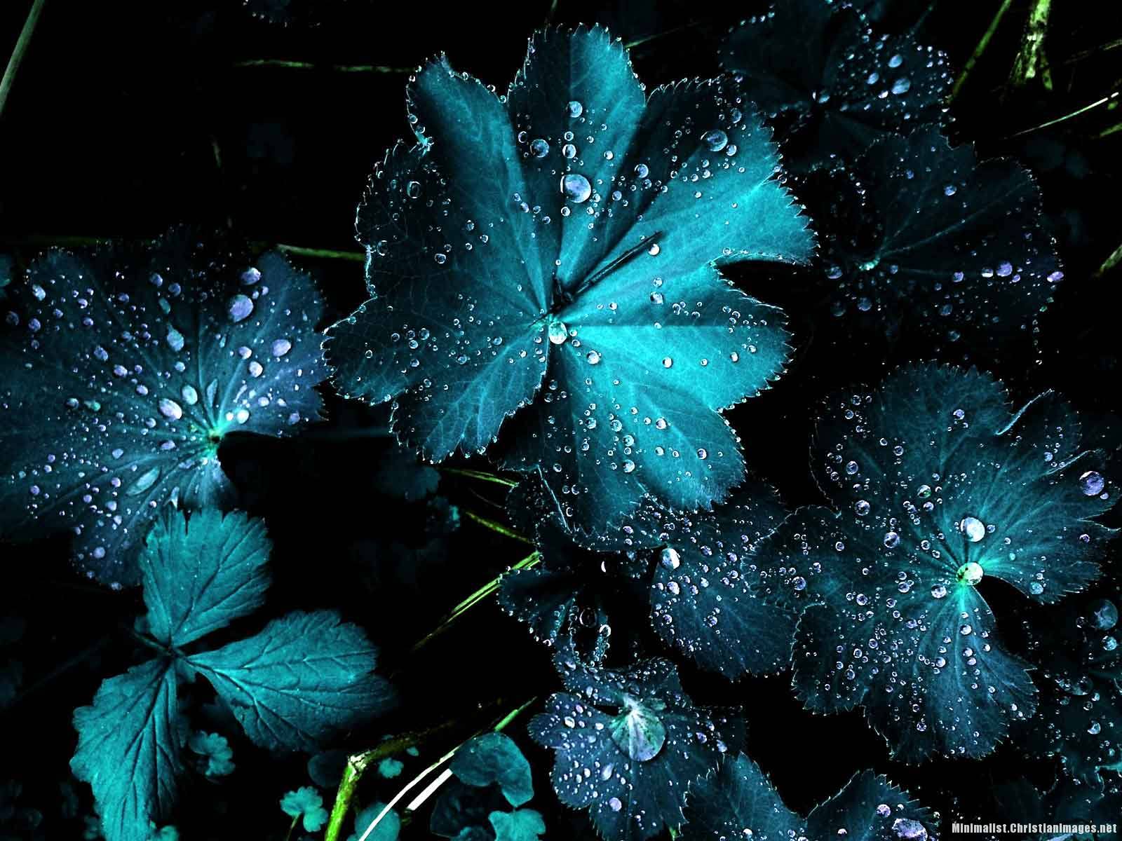 Blue Flower And Rain Drops Background for Powerpoint