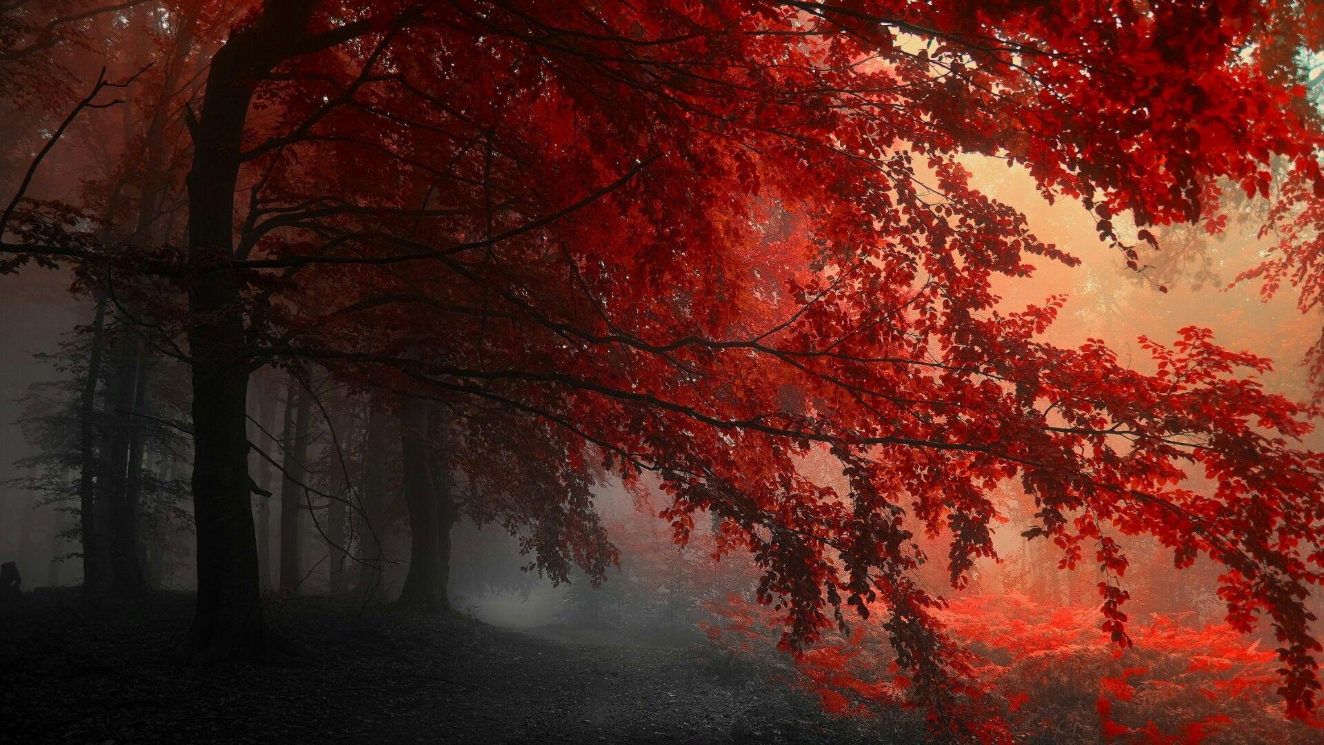 Red Forest HD Wallpaper. Wallpaper Studio 10. Tens of thousands HD