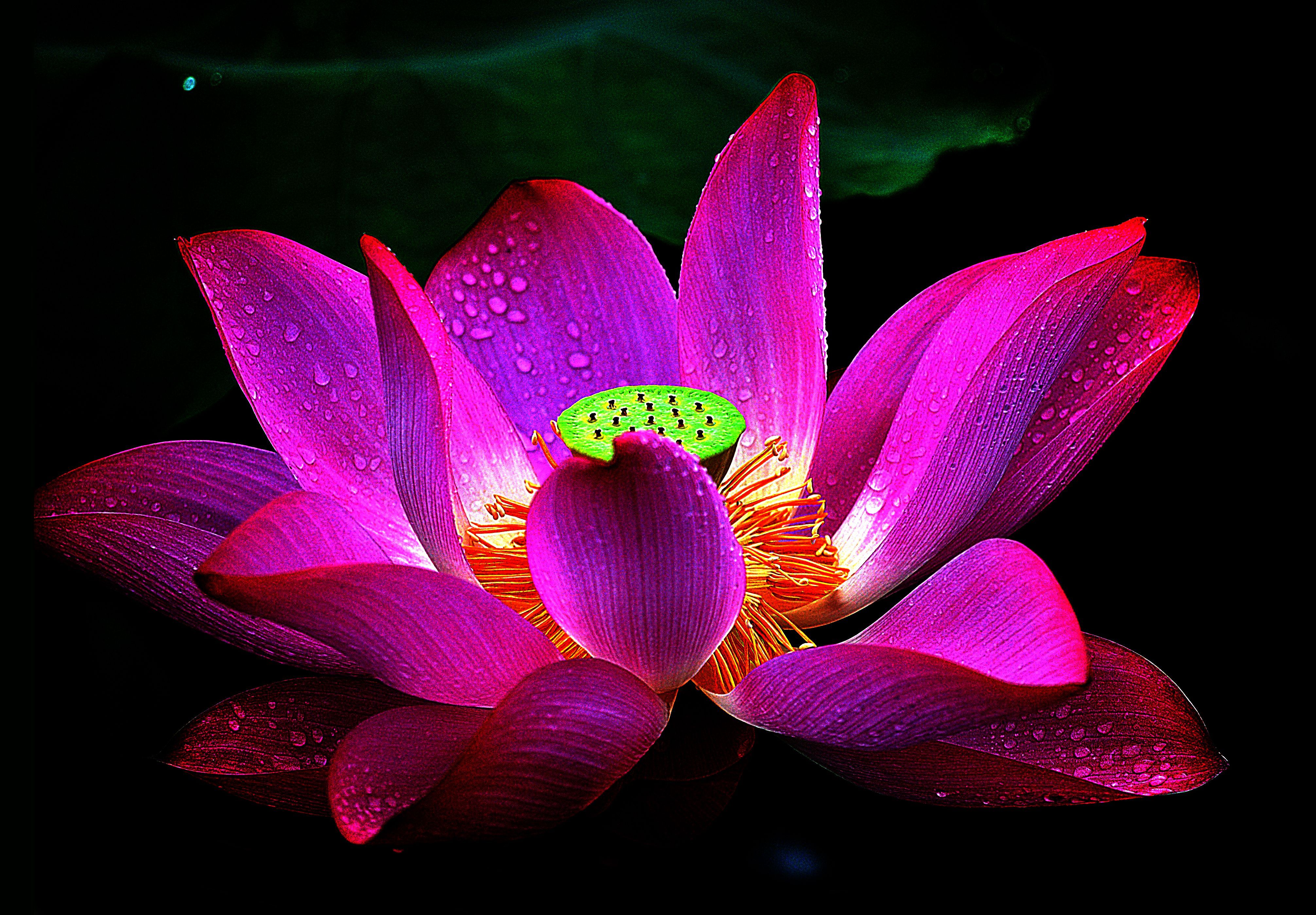 Purple Lotus Flower Wallpaper Desktop Background. Natures