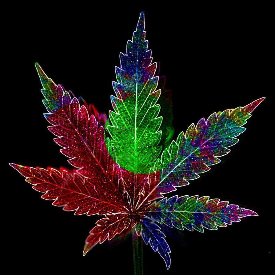 Pot Leaf Background. Nature. Weed pipes and Cannabis