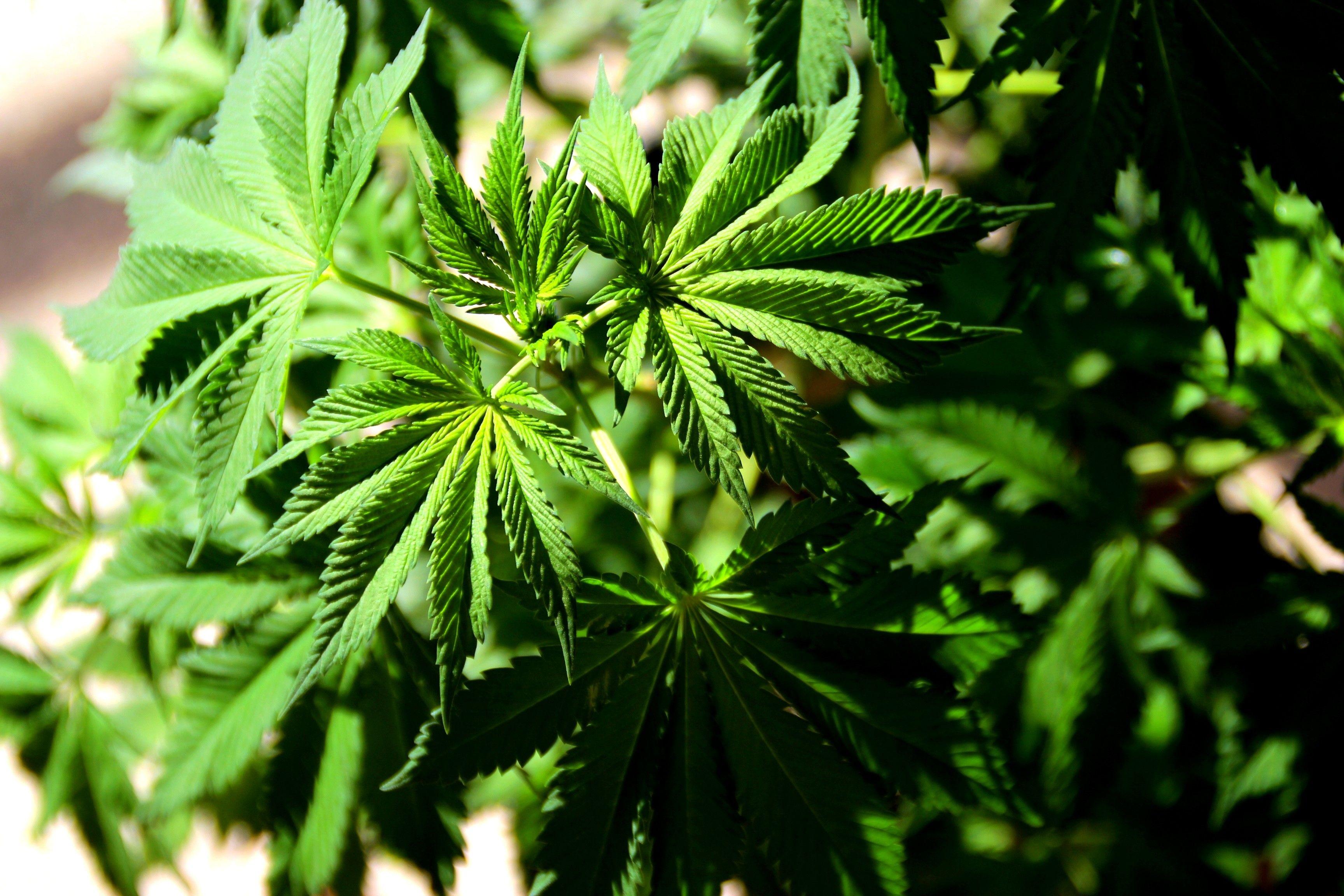 Plants: Pot Leaf Nature Image For Laptop for HD 16:9 High