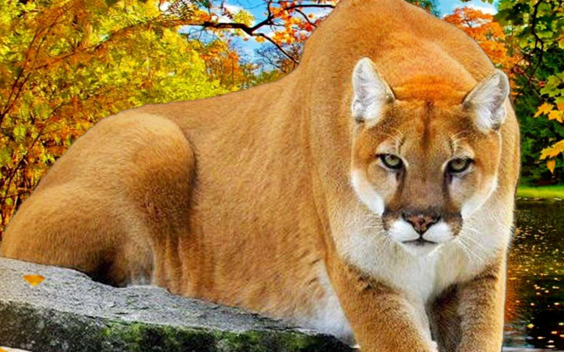 Puma Animal Wallpaper HD, Find best latest Puma Animal