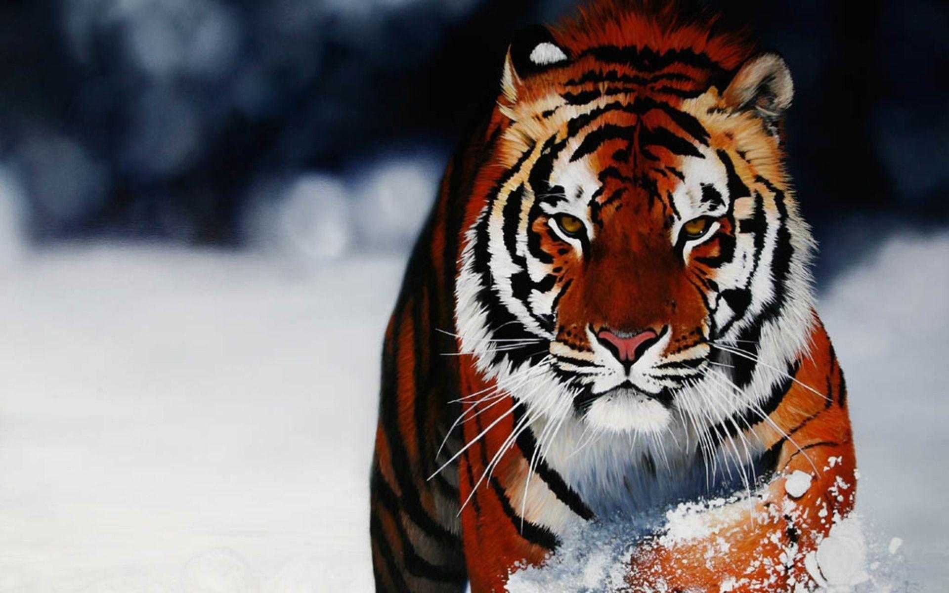 Background Of Cool Animal Wallpaper Desktop High Quality Mobile