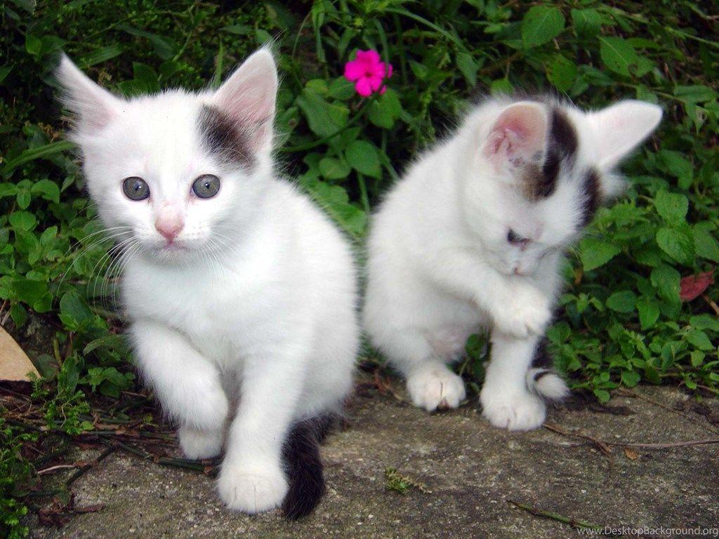 Cute Animal Wallpaper Desktop HD Desktop Background
