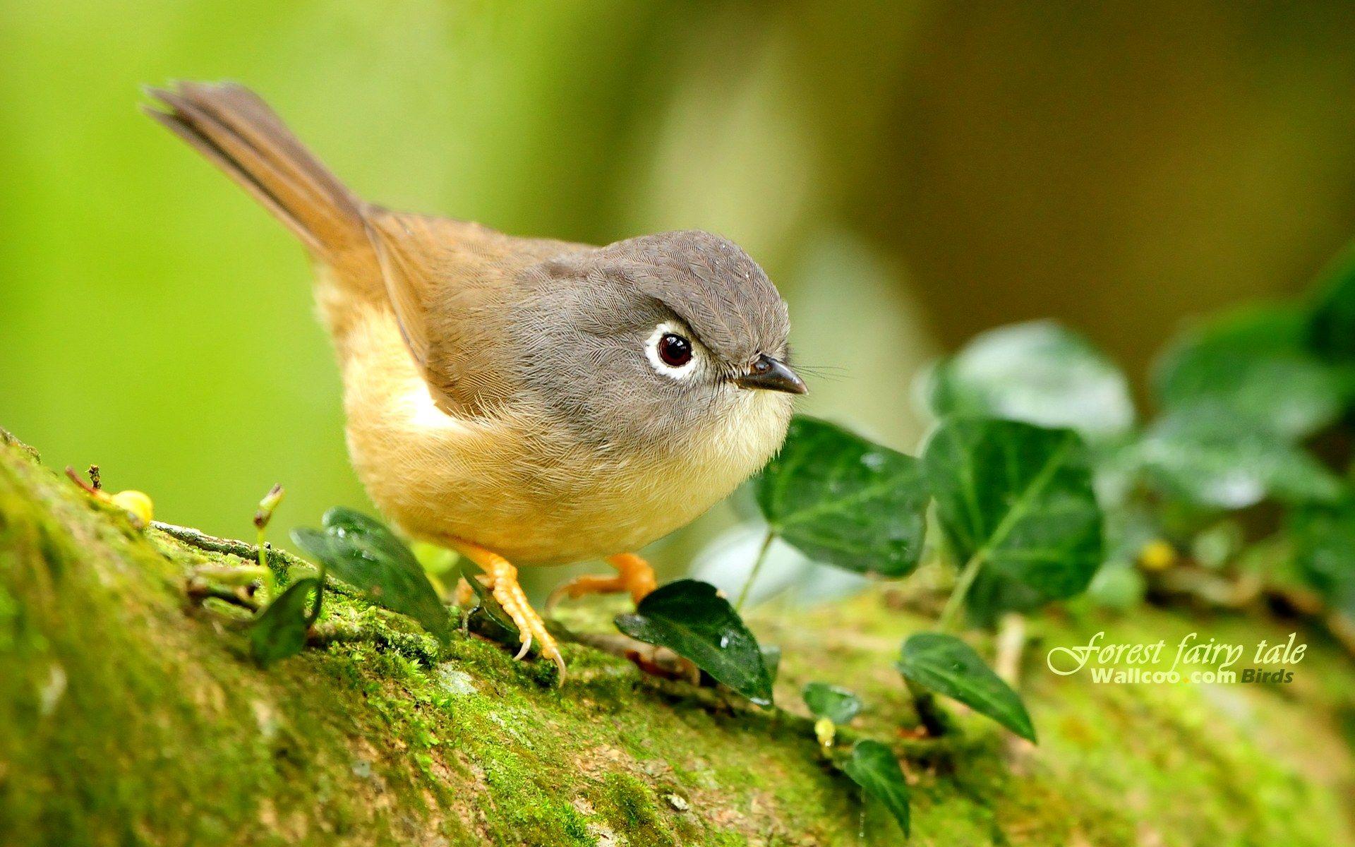 Little Bird Forest Animal Wallpaper HD Desktop Wallpaper