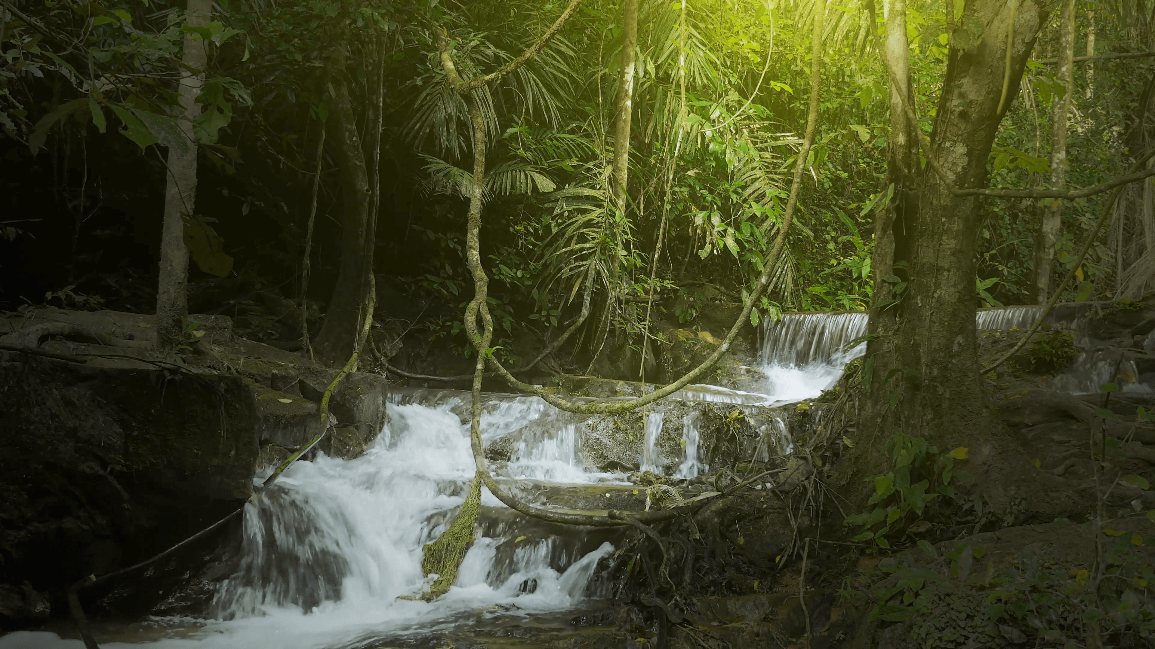Jungle rainforest background with green plants vegetation and river