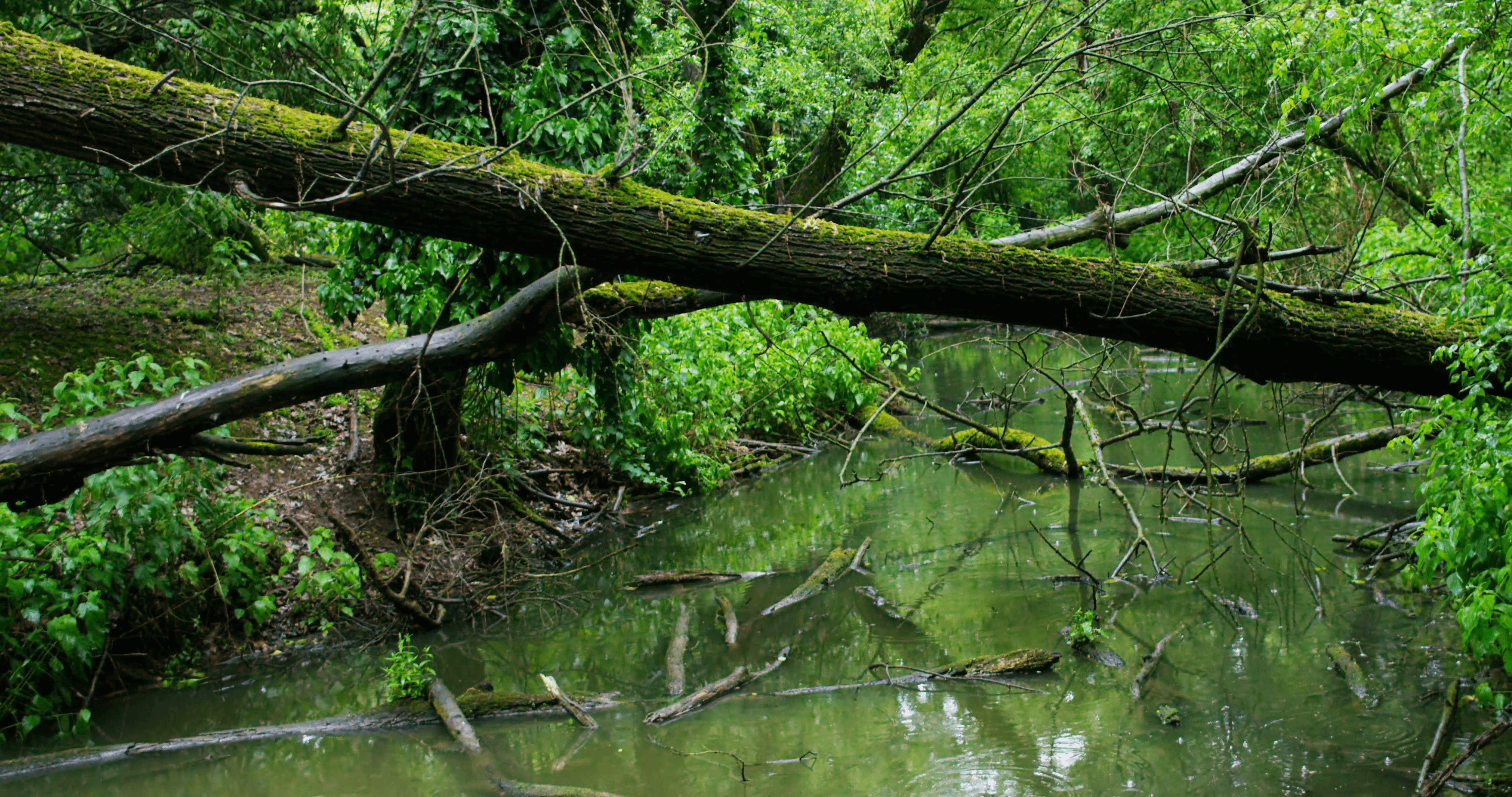 Of a jungle background with a glimpse into a small lake and