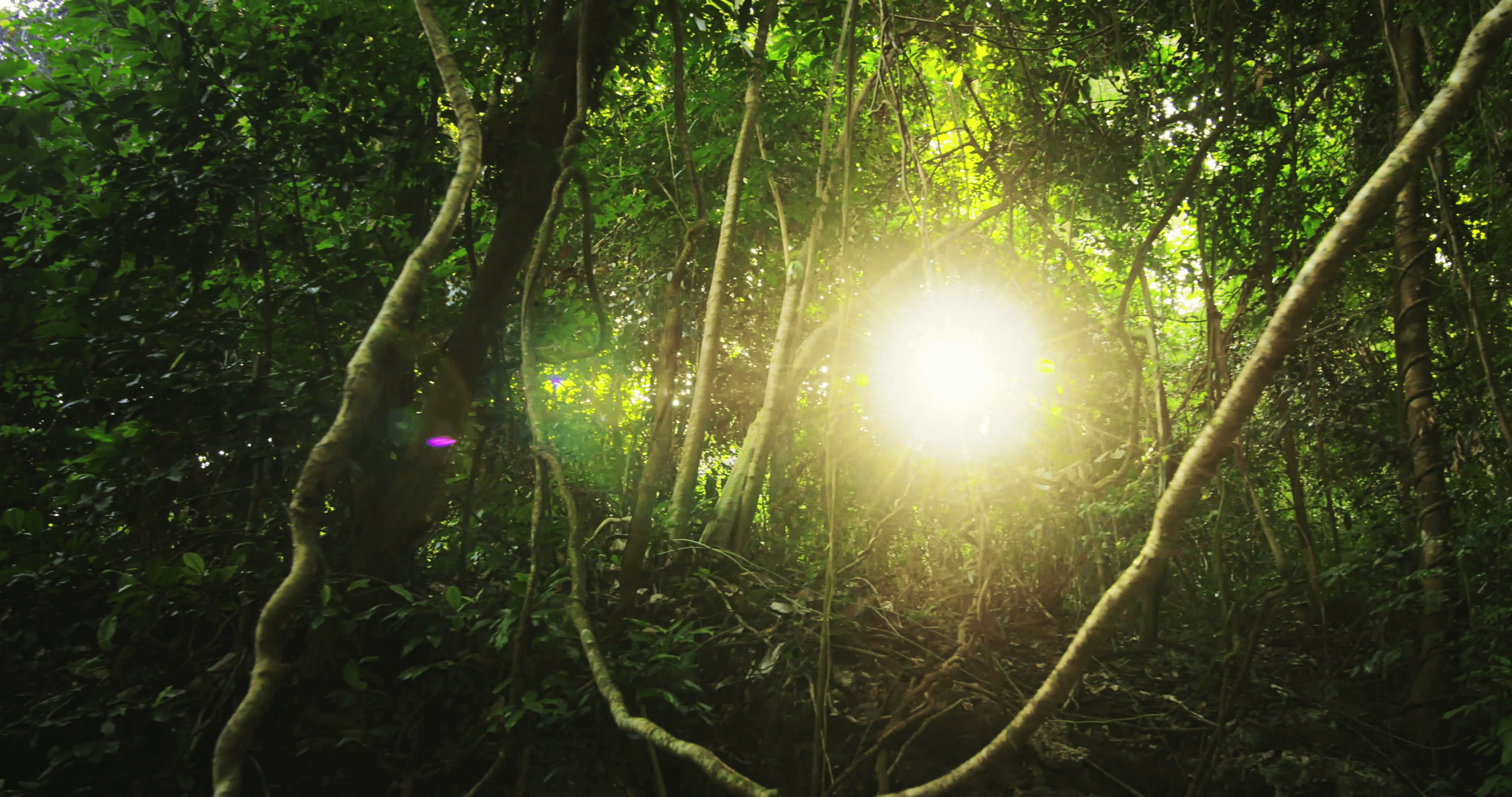 Sun rays light shines through trees and branches of jungle forest