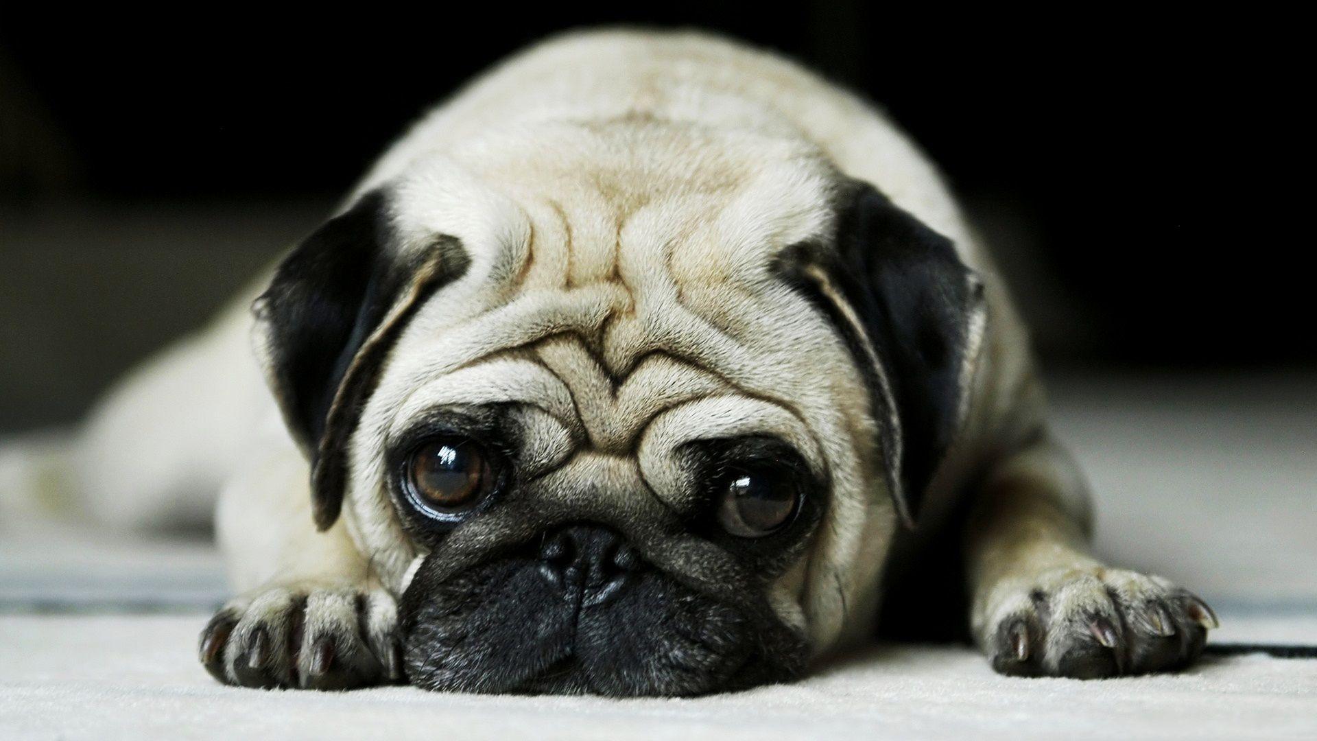 Pugs HD Wallpaper, Background Image