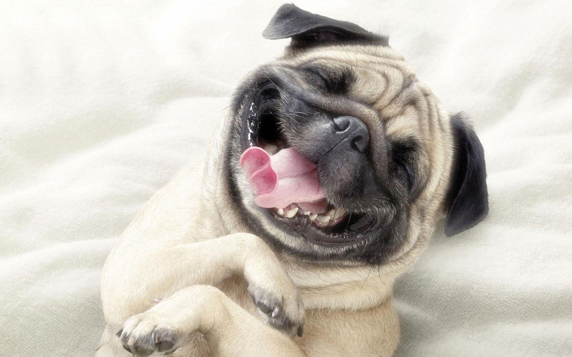 Adorable Pug 720P HD 4k Wallpaper, Image, Background