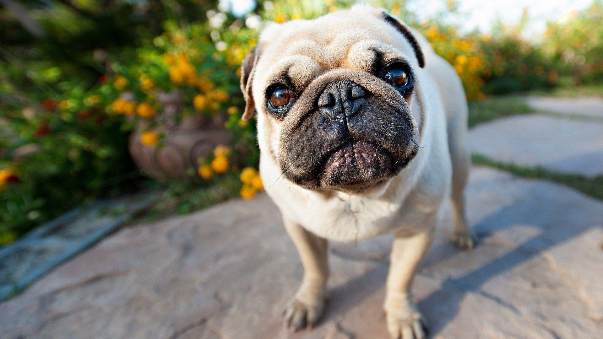 free photo HD pug wallpaper