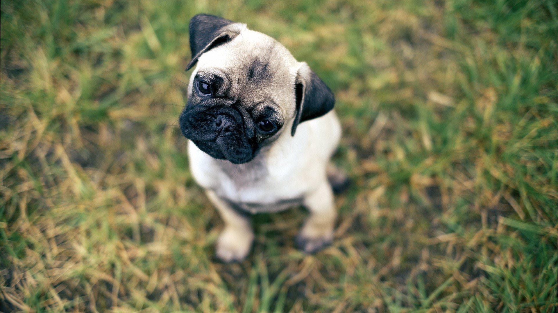 Pug wallpaper 1920x1080 Full HD (1080p) desktop background