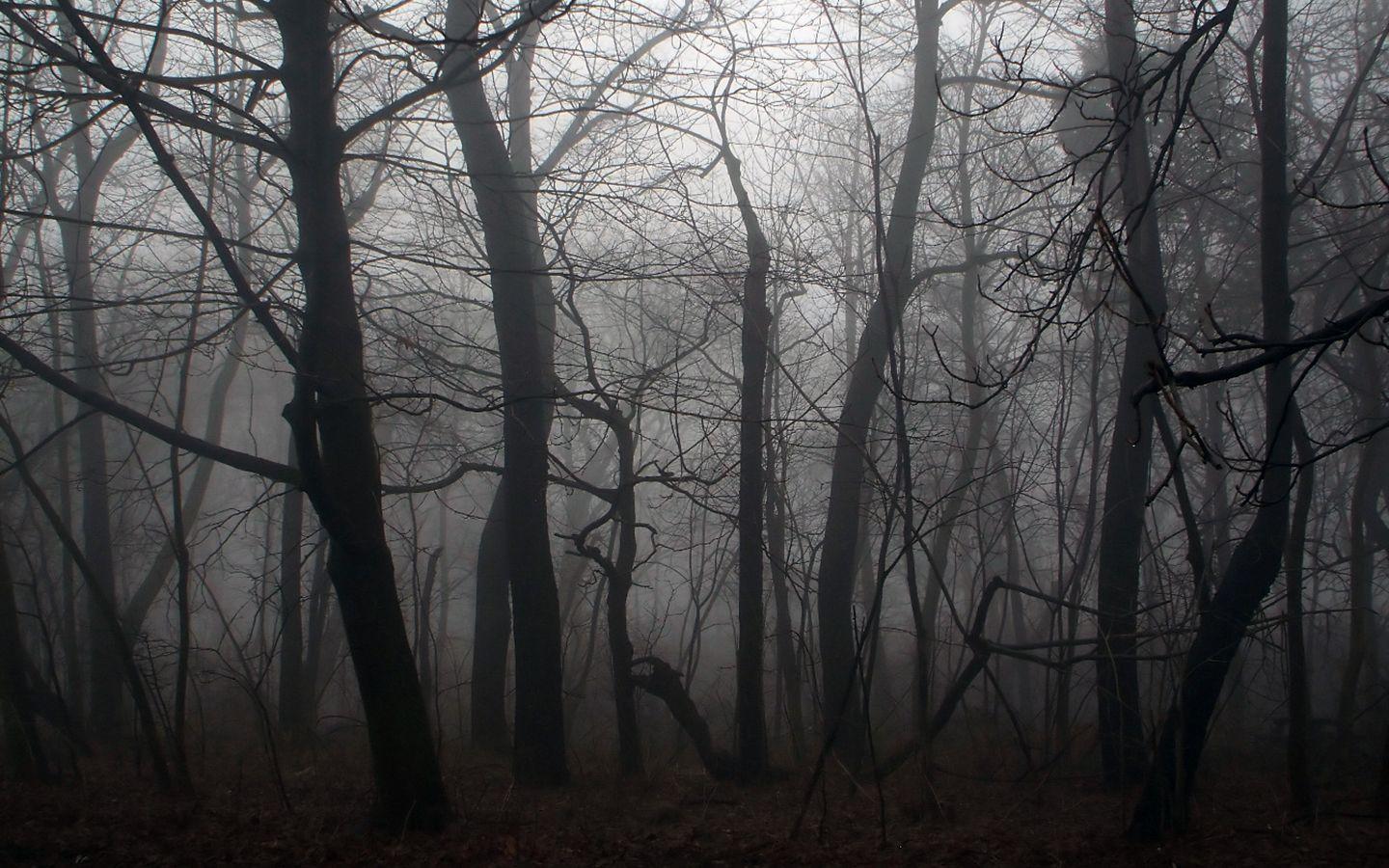2834) Dark Forest HD Desktop Wallpaper