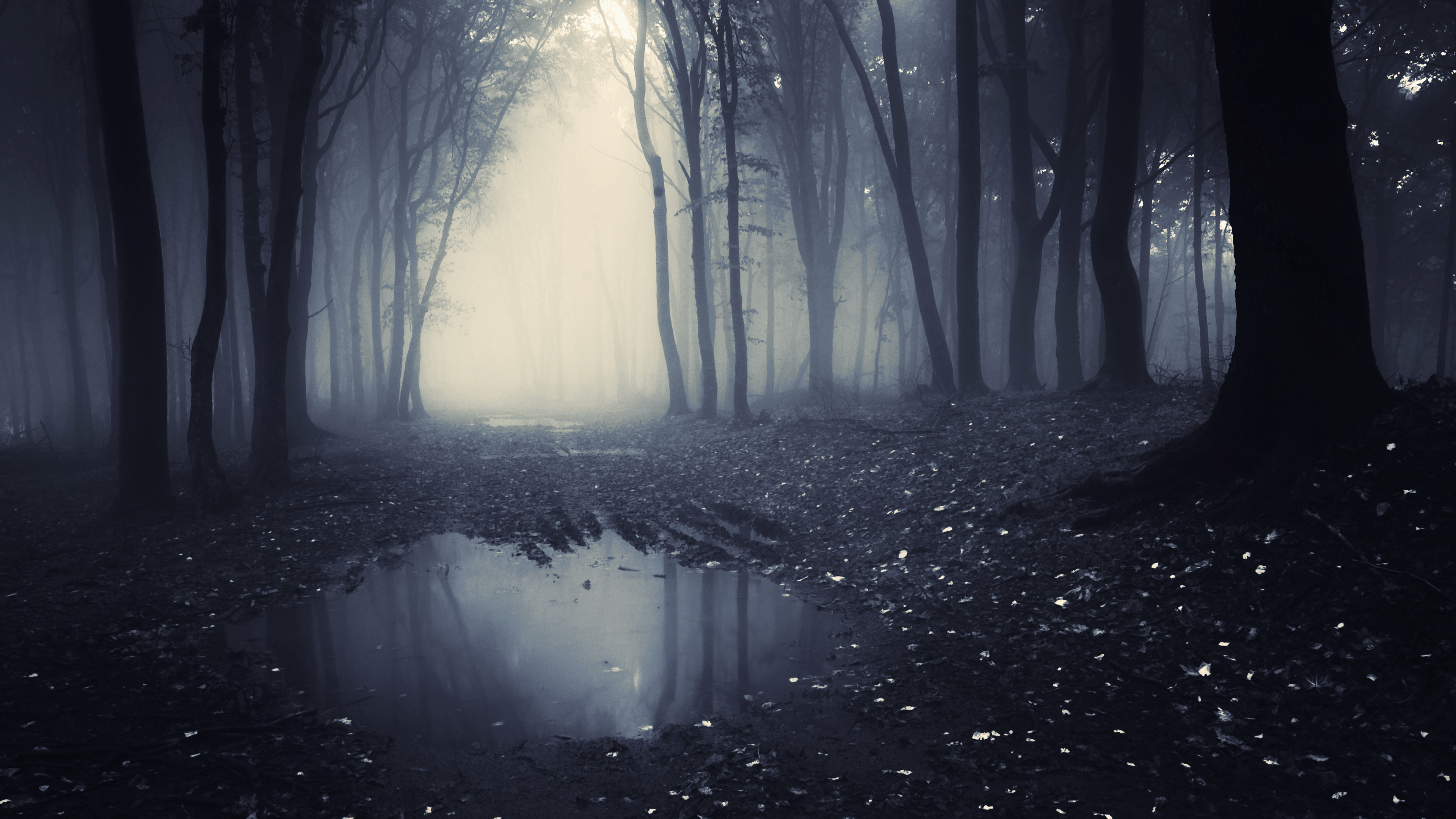 Download Free HD Dark Forest Desktop Wallpaper In 4K .0131