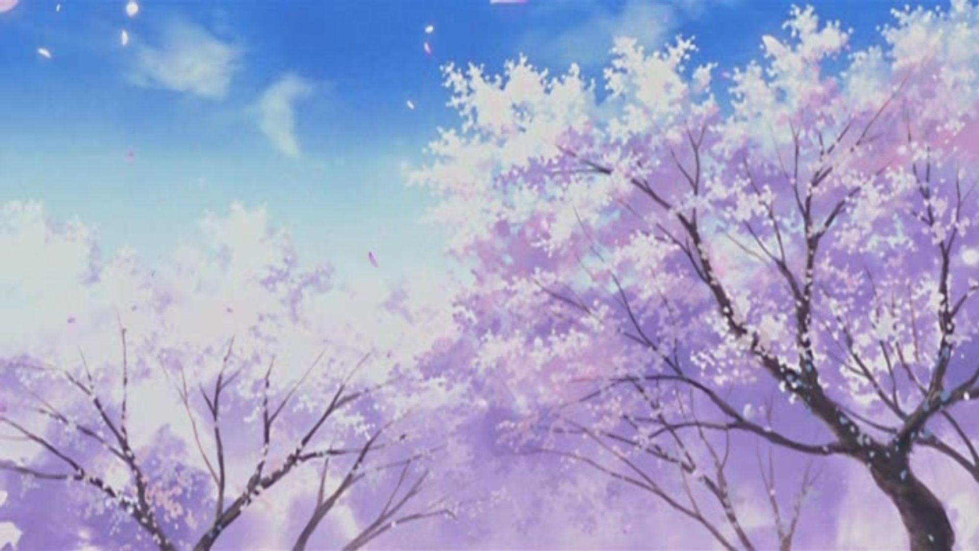 Anime Scene Beautiful Cherry Blossom Background Anime Anime Scene  Beautiful Background Image And Wallpaper for Free Download