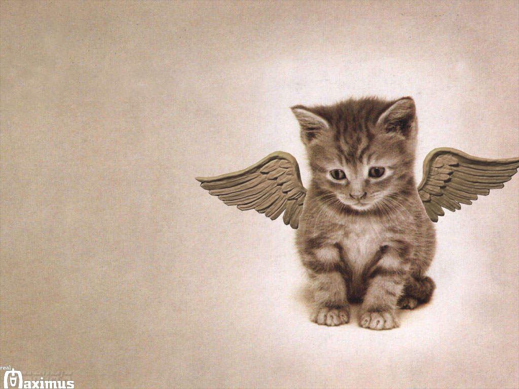 Angel Cat By Real Maximus
