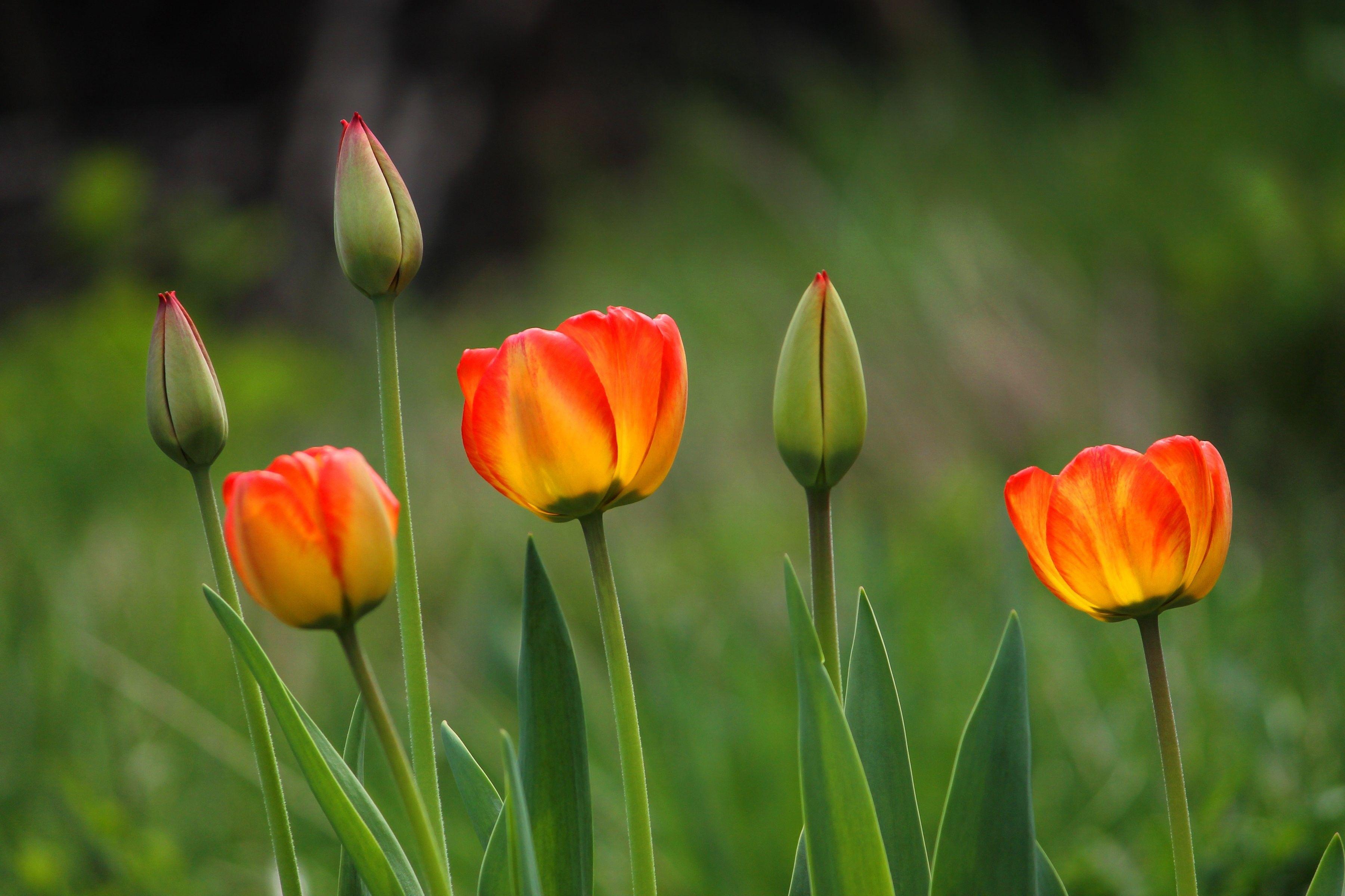 Flowers Buds Tulips Sunlight Spring Beautiful HD Nature Mobile