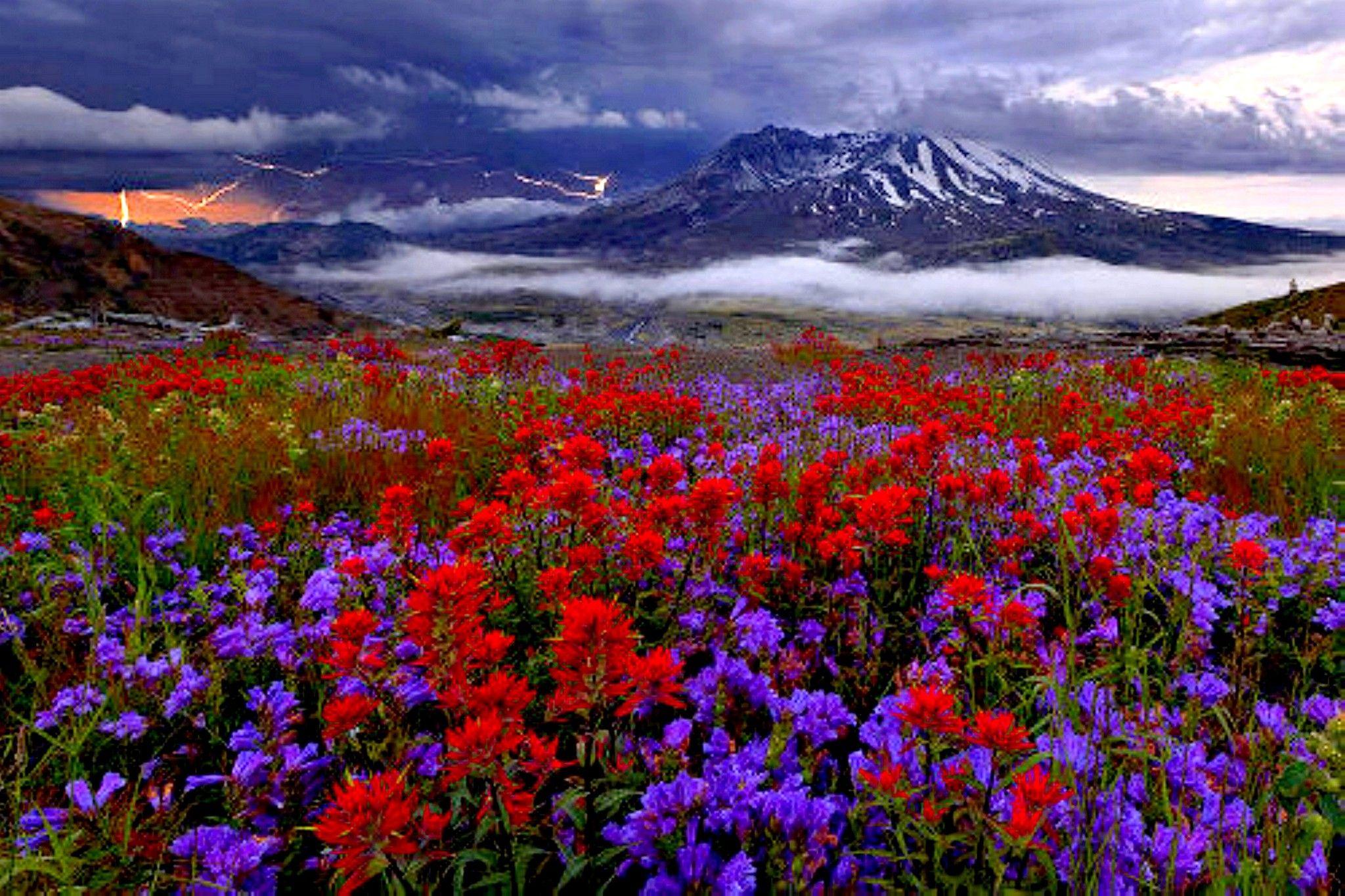 Fields Nature Spring Flowers Mountain Mount Flower HD Wallpaper