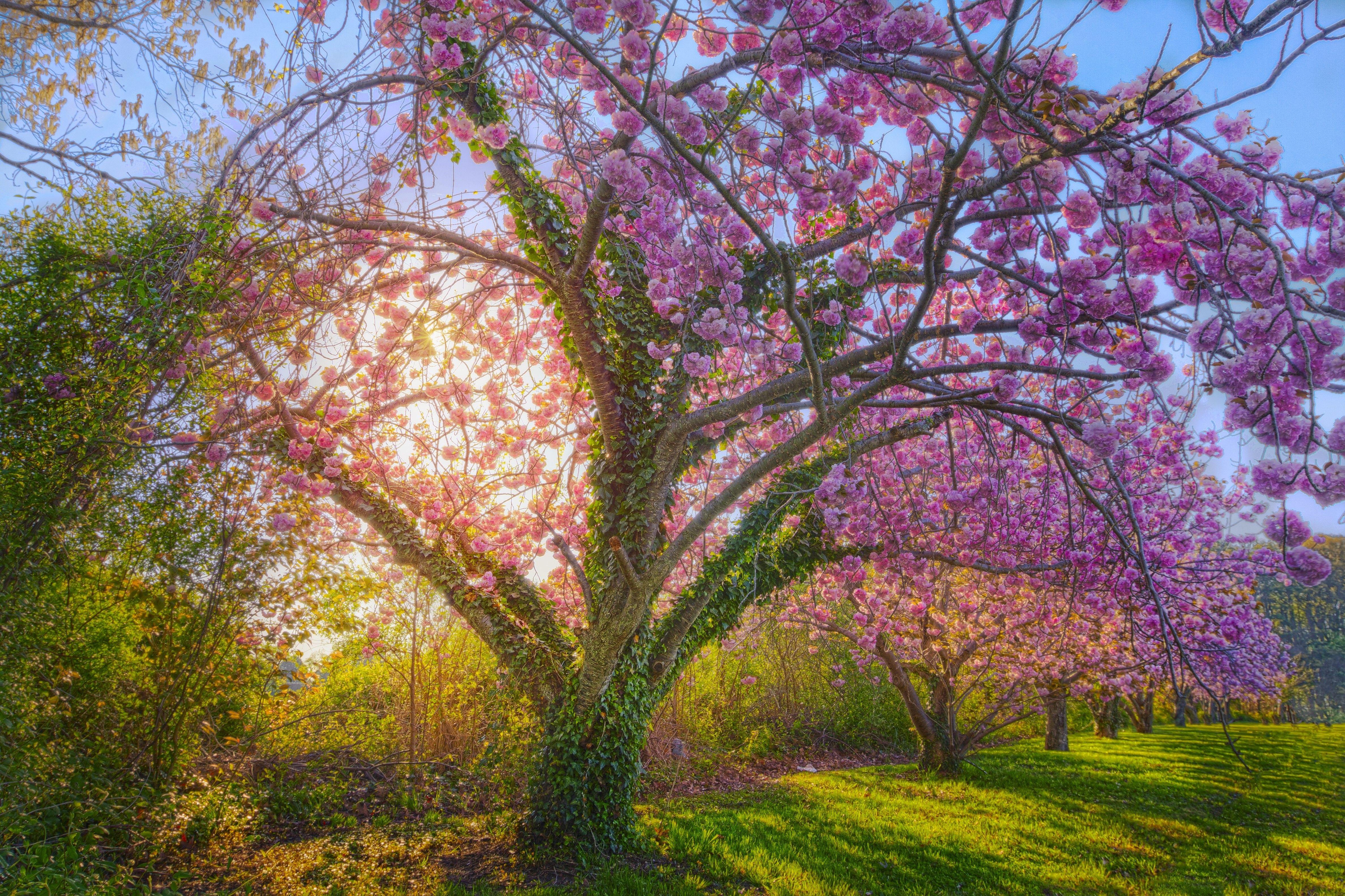 Trees: Spring Cherry Sunshine Blossom Tree Nature Wallpaper Of Full