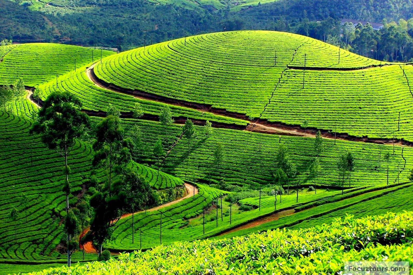 Ooty Wallpaper