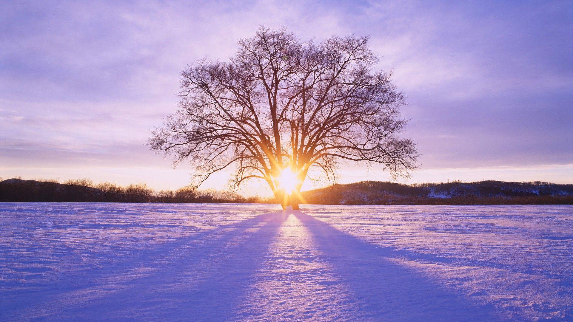Sunsets: Japan Sun Winter Daybreak Tree Hokkaido Sunset Desktop
