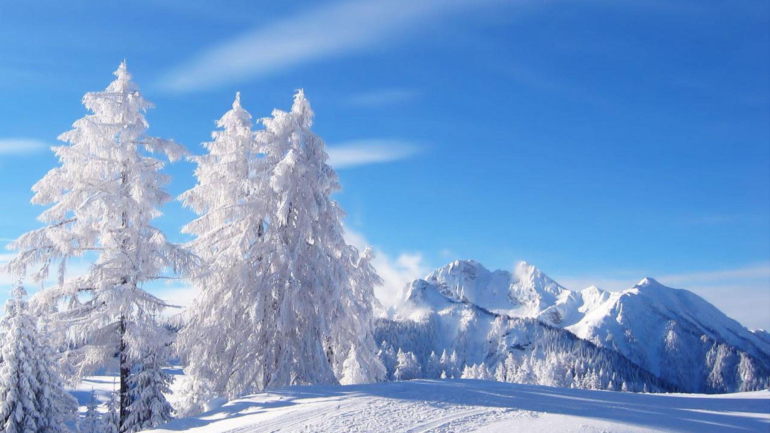 Winter Trees Nature Snow Forest Wallpaper Scenes Free Download PIC