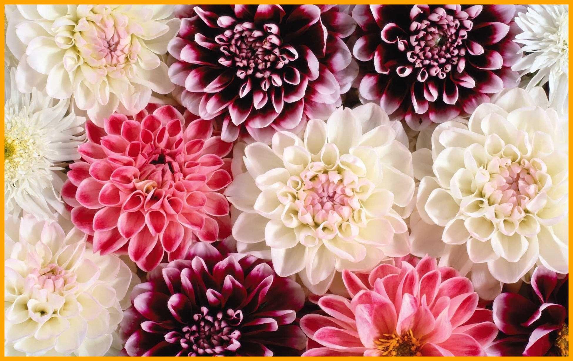 Appealing Wedding Background Vector For Pic Daisy Floral Styles