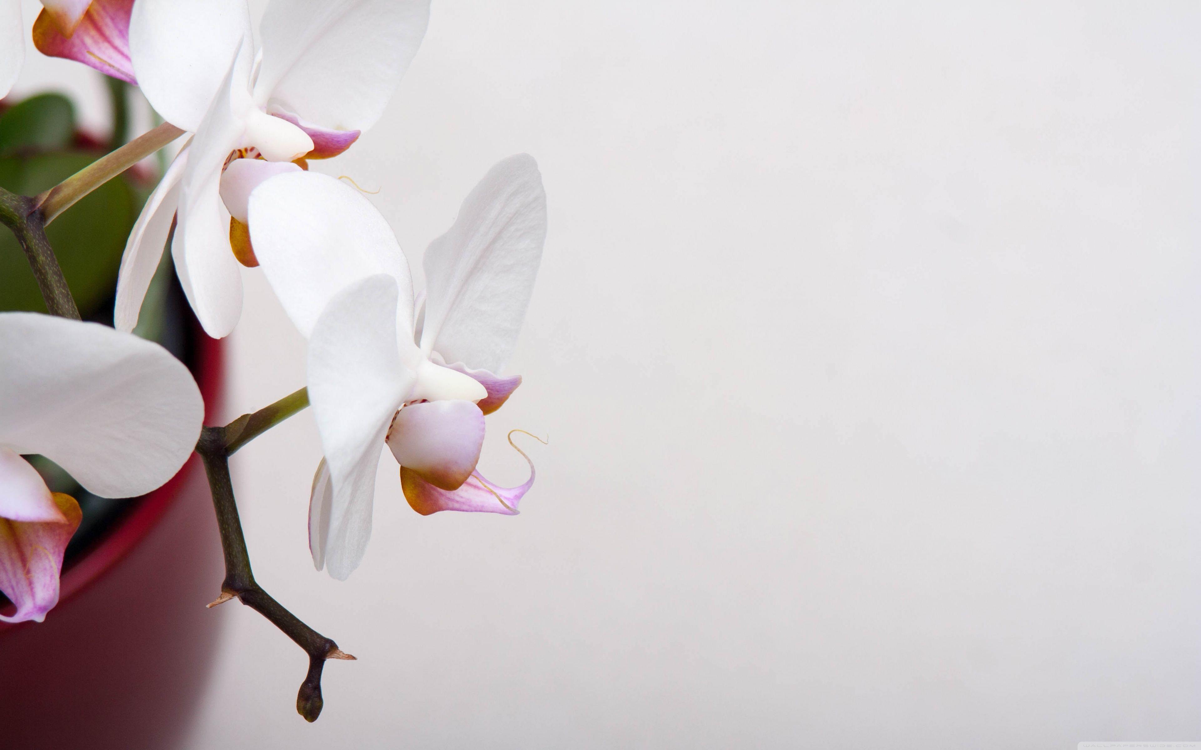 Orchidee Wallpapers Wallpaper Cave