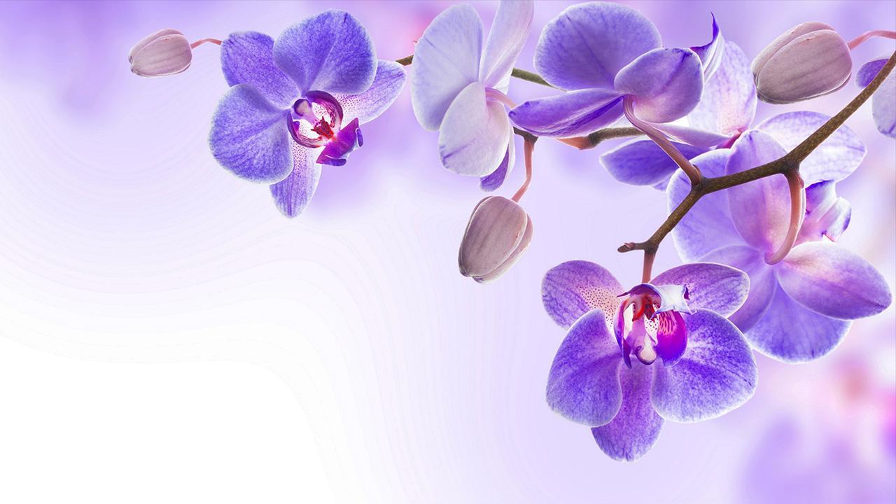 Orchid Wallpaper