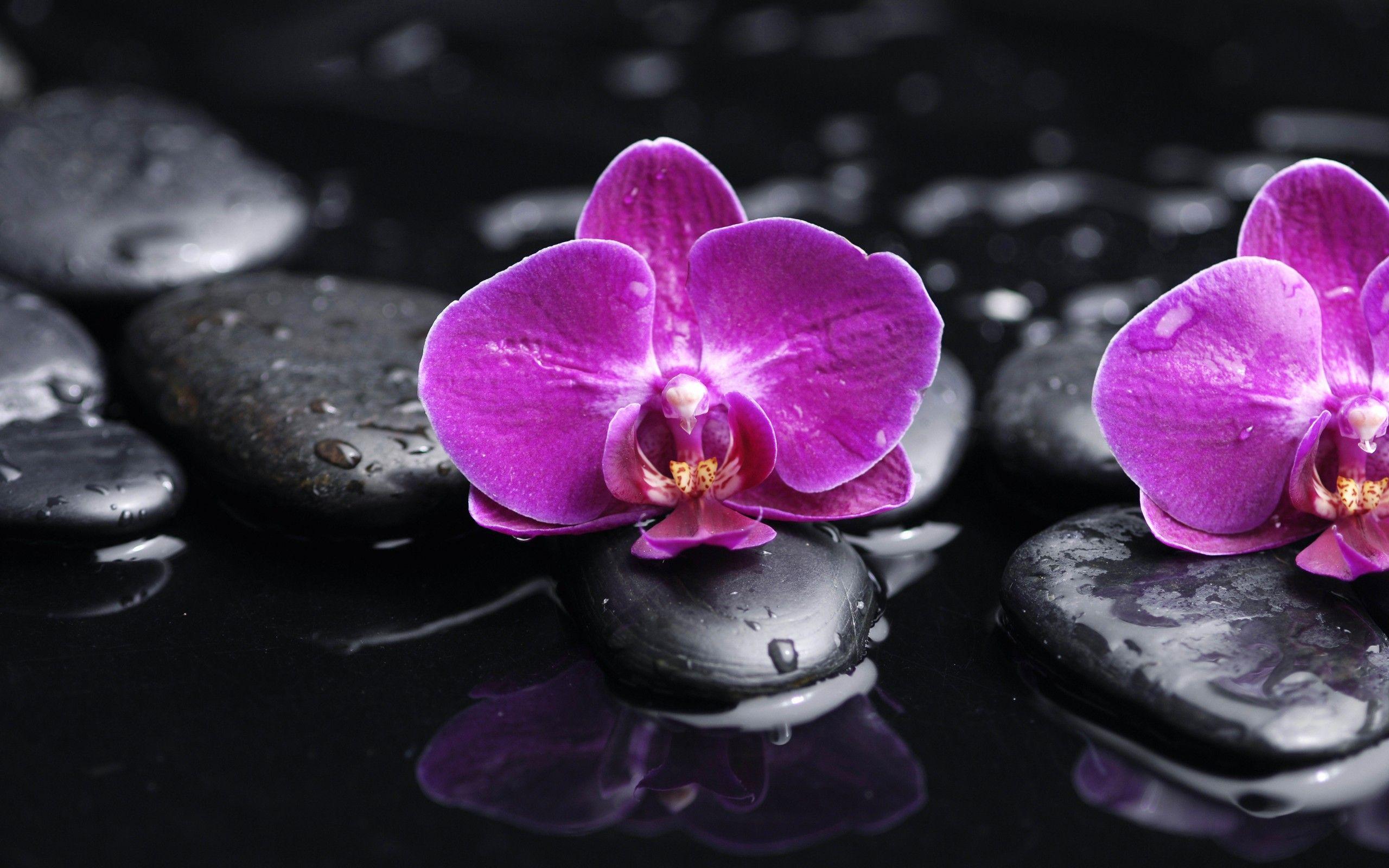Orchid HD Wallpaper and Background Image