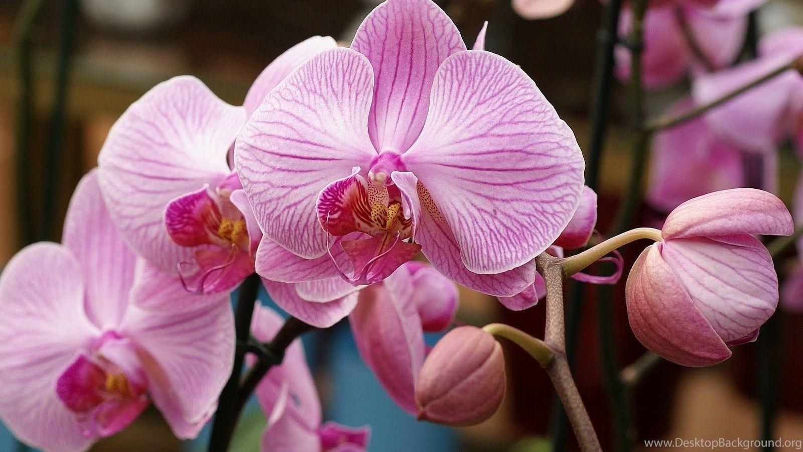 Pic New Posts: Wallpaper HD Orchidee Desktop Background
