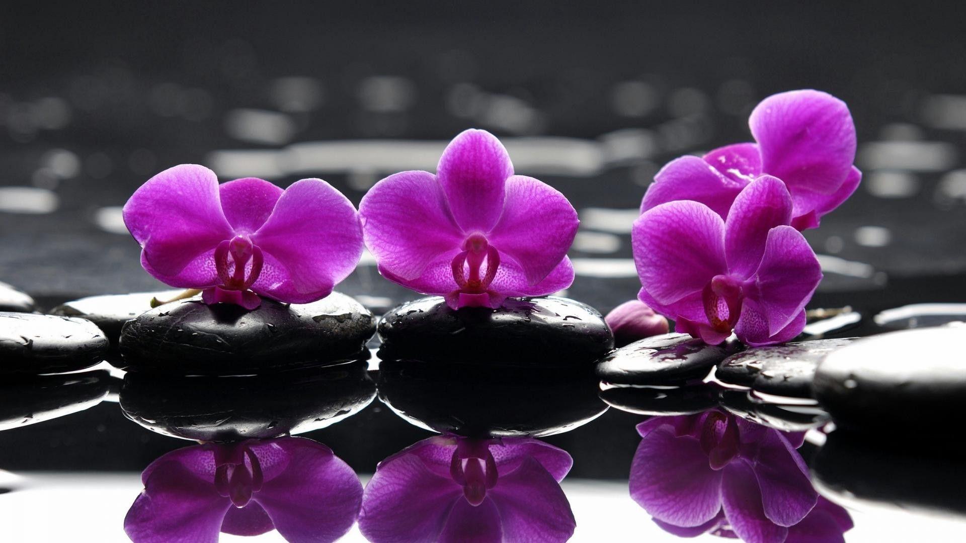 Water flowers stones selective coloring reflections orchids pink